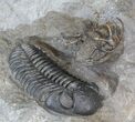 Spine-On-Spine Ceratarges & Austerops Trilobite Association #43685-1